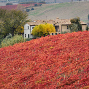 La Country House agriturismo sulle colline marchigiane