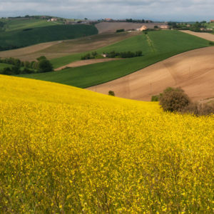 Su queste dolci colline